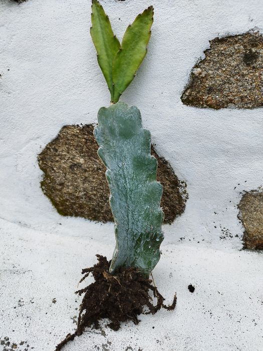 Pitaya popa branca para plantar