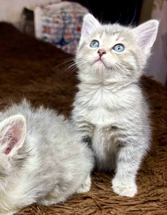 Шотланские детки шиншиллы