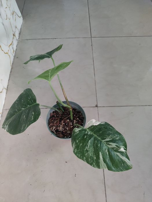 Monstera variegata