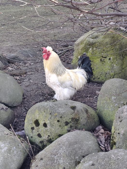 Kogut czubaty czubatka