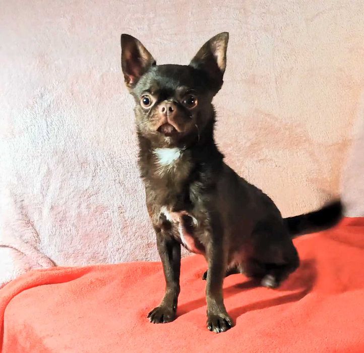 Шоколадный кавалер чихуахуа приглашает дам