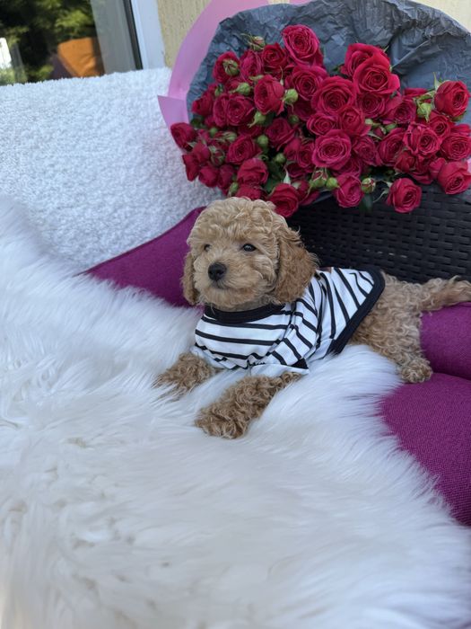 Маленькі милі мальтипу