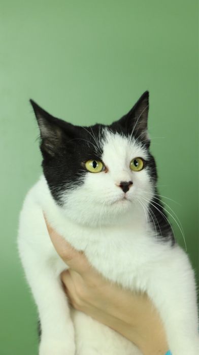 Киця, котеня 5 місяців, кошка, котики, котёнок, котята з притулку