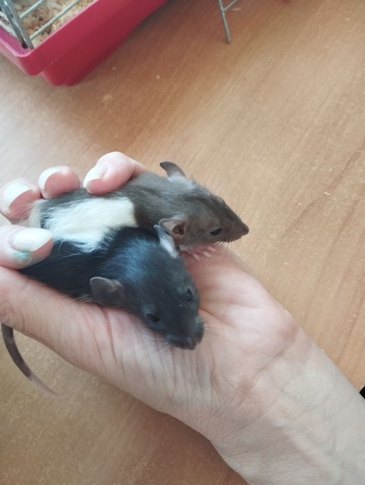 Продаж Крим-дамбо.