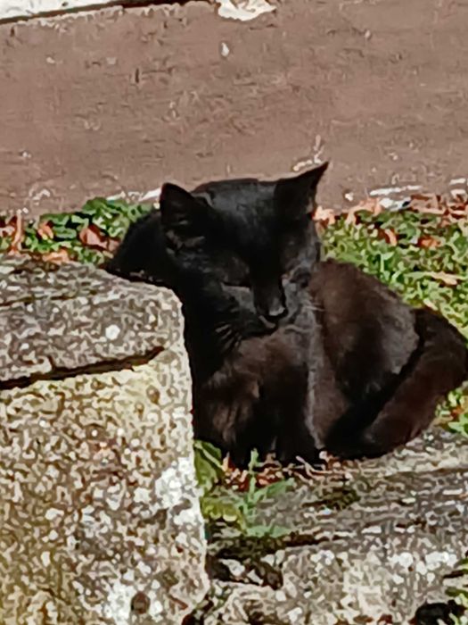 Czarny kotek szuka domku na całe życie!!!