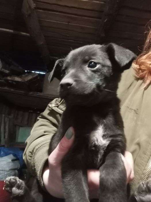 Ночь 2 мес+бесплатная стерилизация