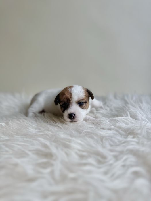 Jack Russell Terrier- biało-brązowa Sunia ZkwP FCI