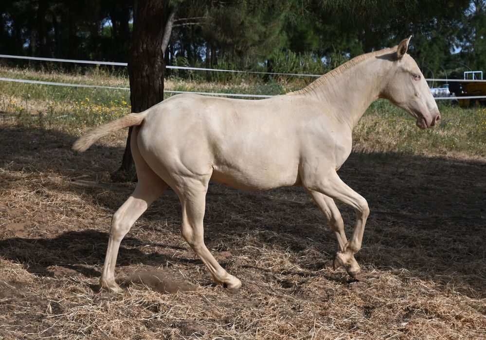 Poldro lusitano