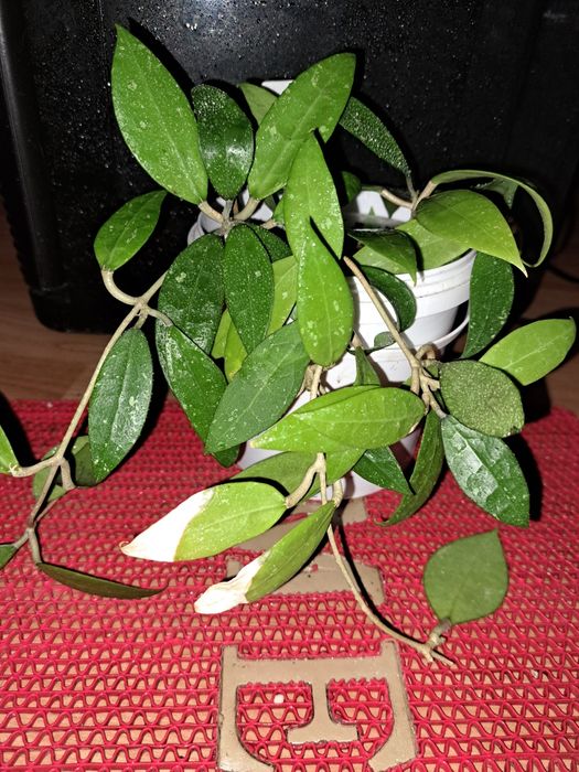 Хойя Грацилис.  Gracilis. Всё растение.