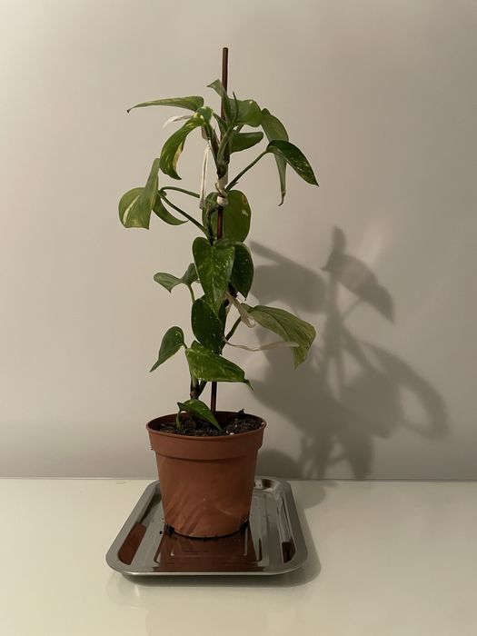 Epipremnum złociste