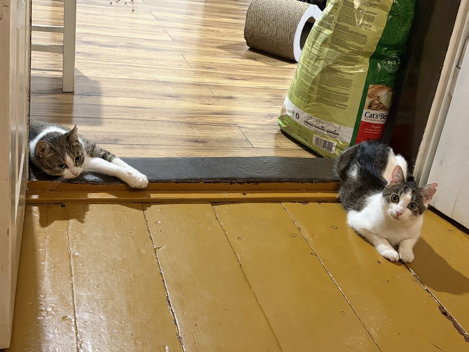 Piękne kocie siosrty do adopcji