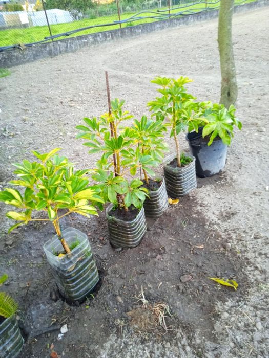 Vendo planta bonita para decoração da sua casa, ou no jardim