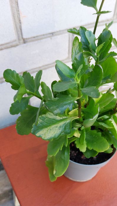 Каланхоэ Блосфельда