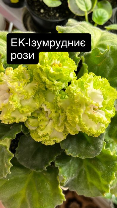 Терміново продам фіалки!