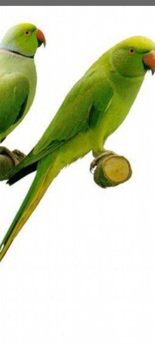 Ringneks maxos e fêmeas entrego em mão