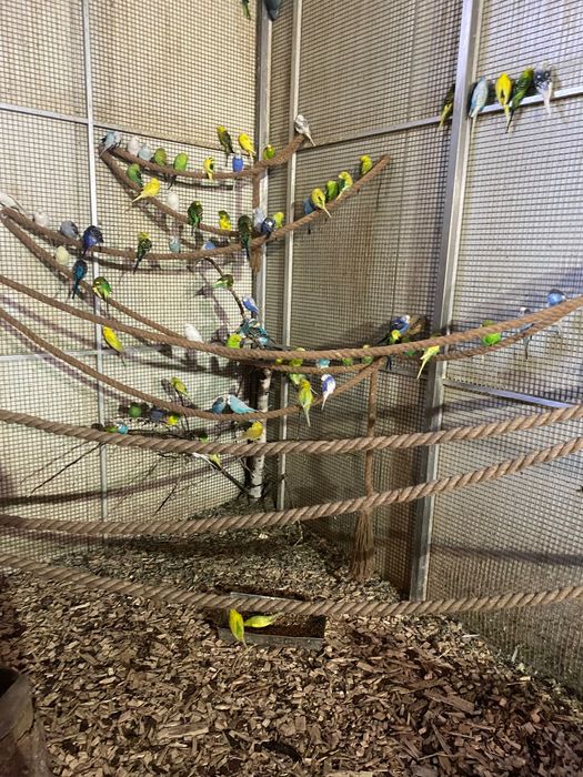 sprzedam papugi faliste