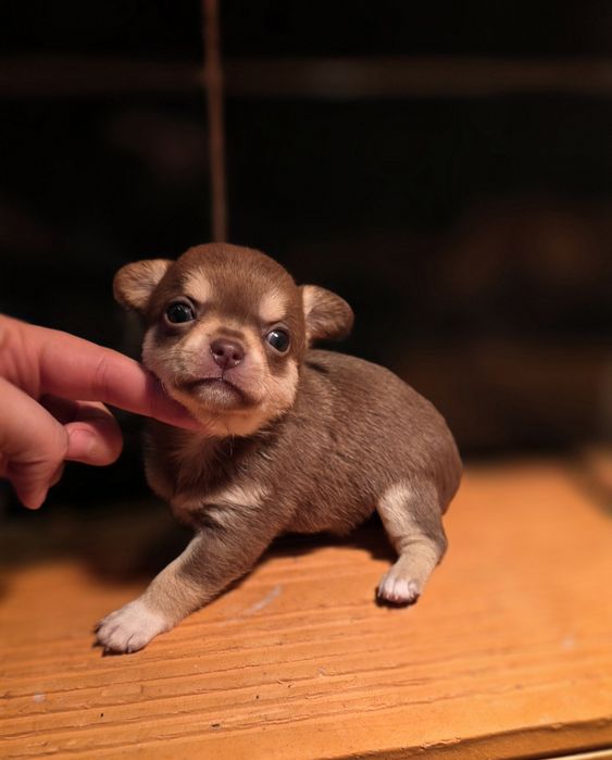 Chihuahua Fêmea Chocolate Tan Pêlo Curto