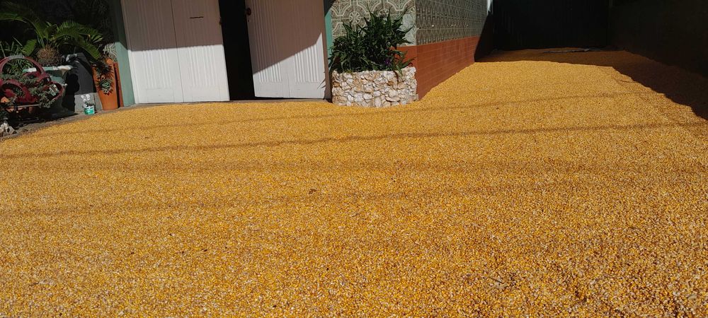 Milho grão de seca natural a 0,32€ Kg.