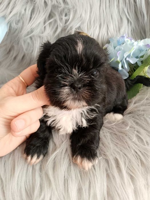 Śliczny piesek rasy Shih-Tzu
