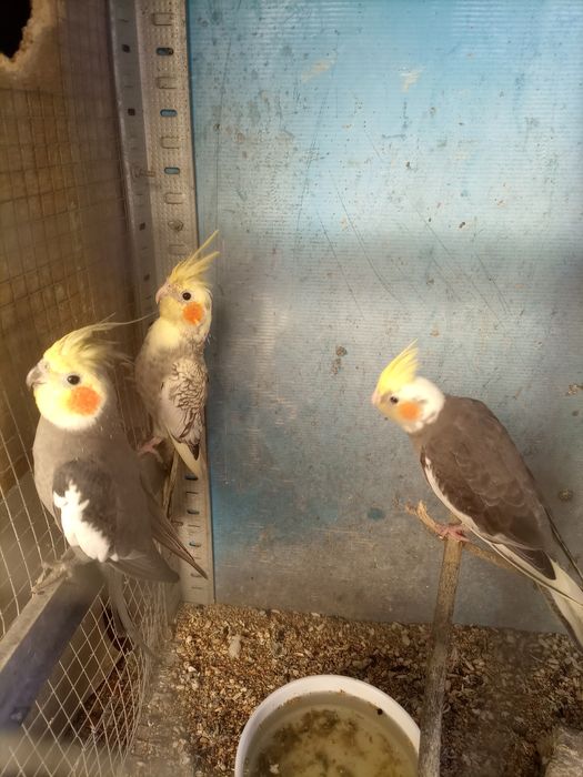 Caturras para dispensar