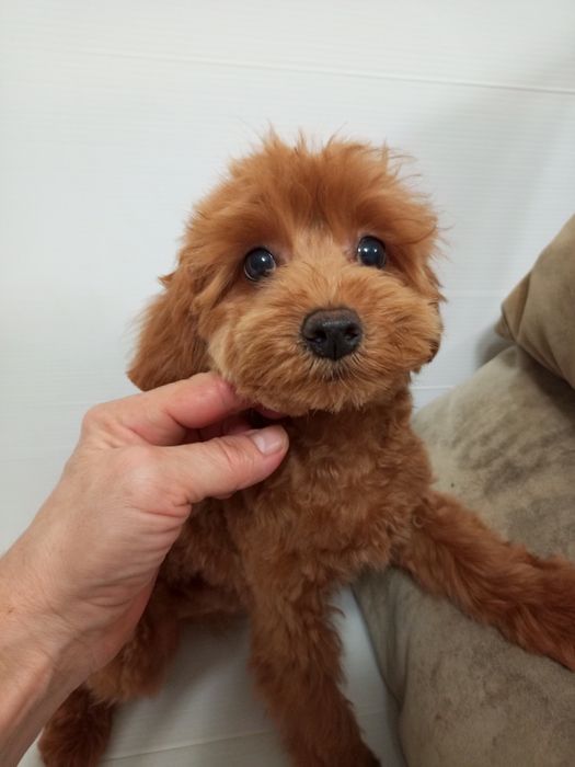 5-и міс.малюк МальтіпуF2