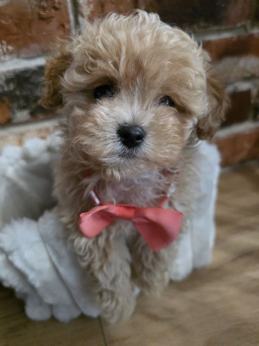 Maltipoo f1  suczka  już do odbioru!