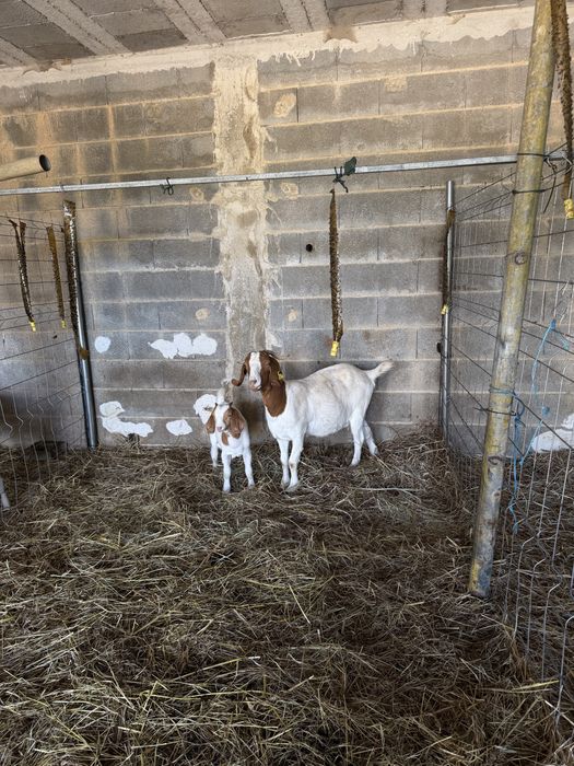 Cabras boer para venda