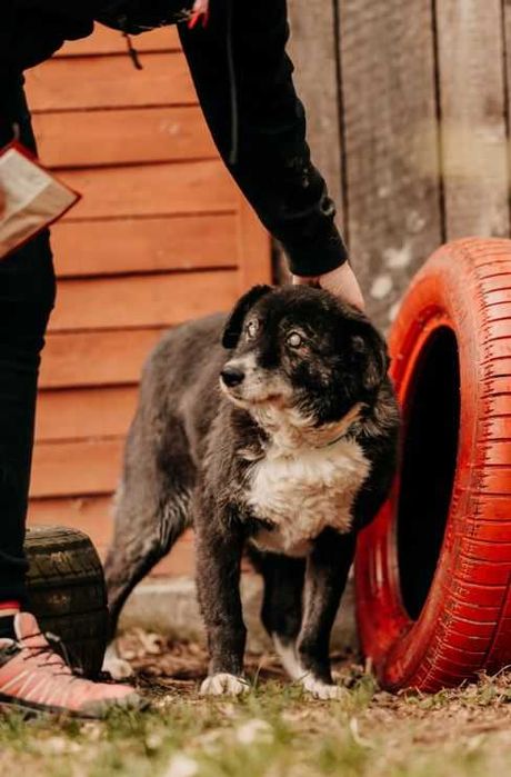 Homer jesień życia spędza w schronisku, czekając na cud... Adoptujesz?