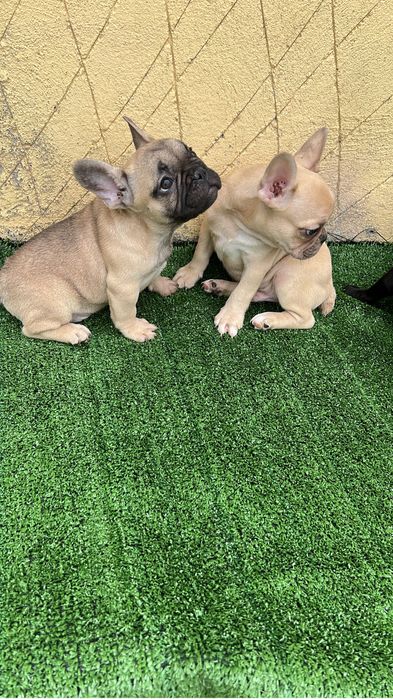 Bulldog frances  macho top creme