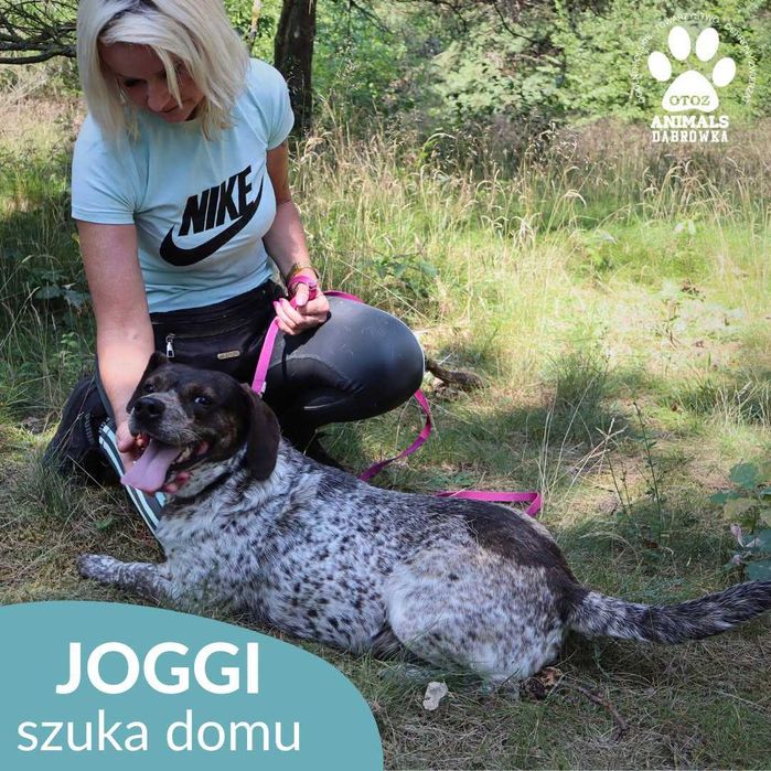 Joggi szuka domu !