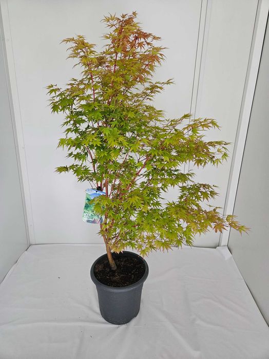 Bonsai – Klon japoński palmowy 'Songokau' (Acer palmatum 'Songokau')