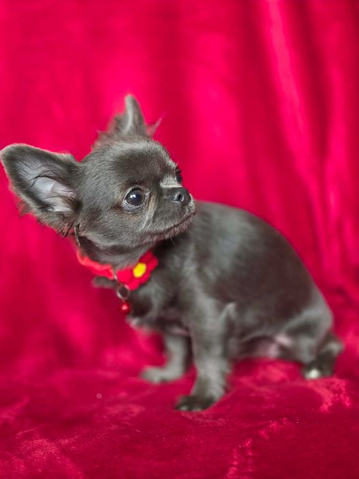Chihuahua sunia blue XS