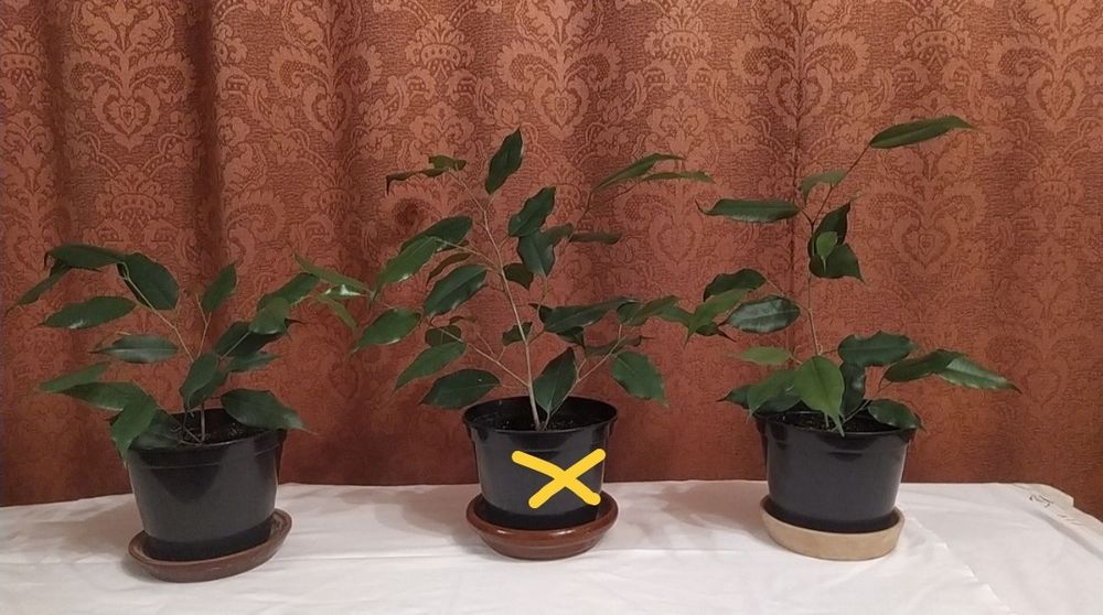 Фикус Бенджамина