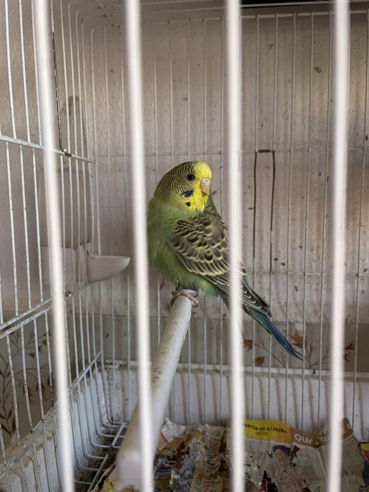 Piriquitos Novos  2025