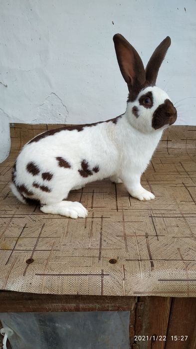 Строкач Гавана.Самці,самки.Підбір пар.