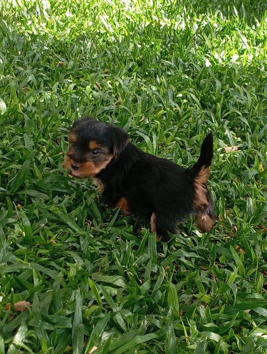 Fêmea Yorkshire Terrier