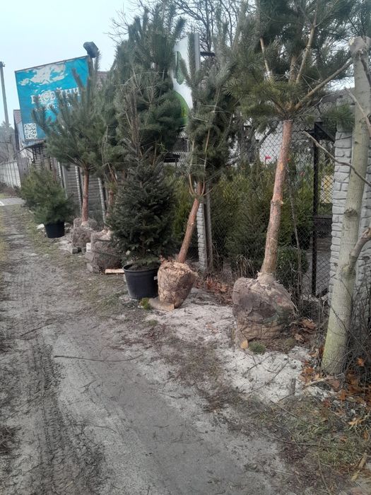 Садовий центр предлагает.