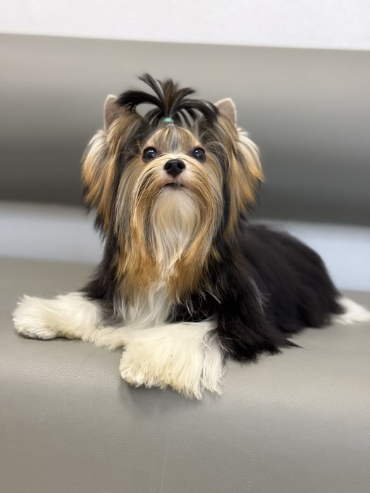 Цуценя бівер йорк з документами, гарний хлопчик