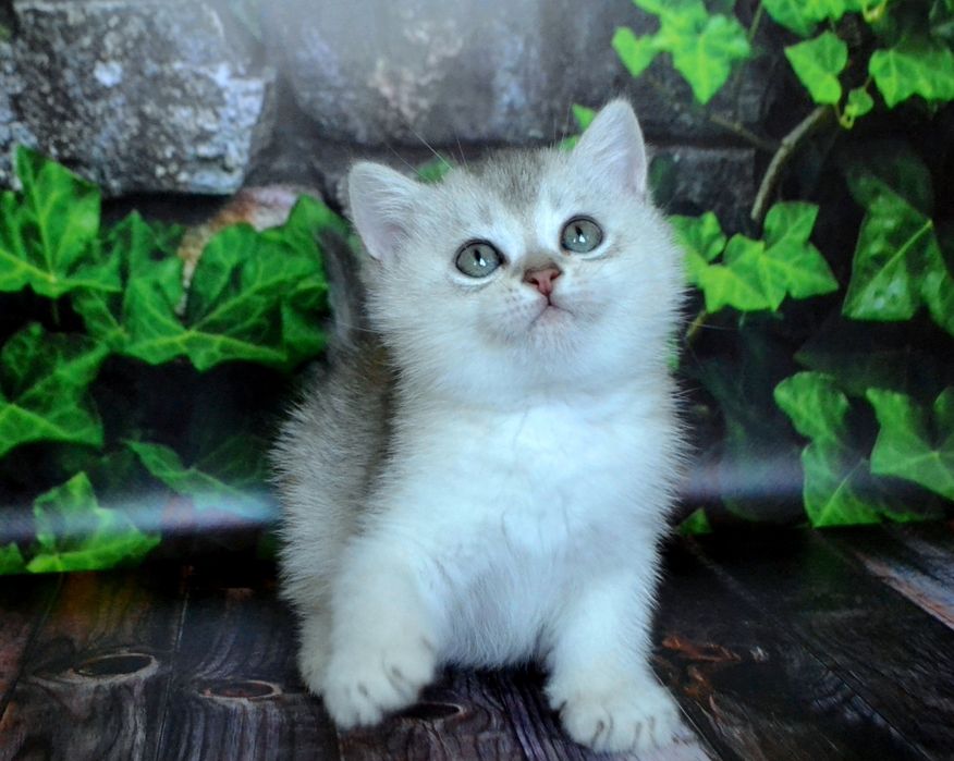 Серебристые шиншиллы