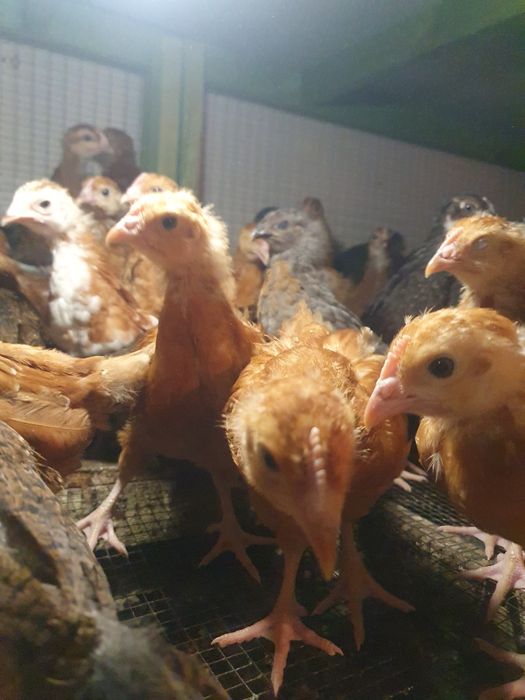 Kurczaki, kurki, pisklaki, Rosa, green shell