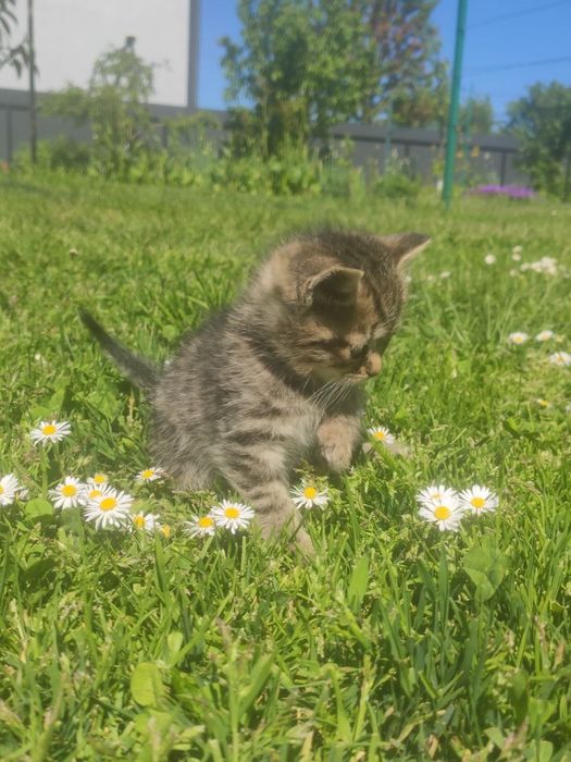 Миле кошеня дівчинка в добрі руки