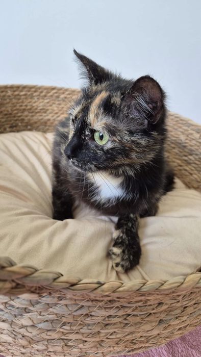 Urokliwa kicia do pokochania