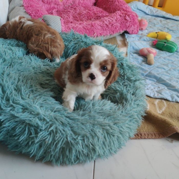 Cavalier King Charles Spaniel