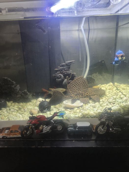 Vendo aquário com vários peixes