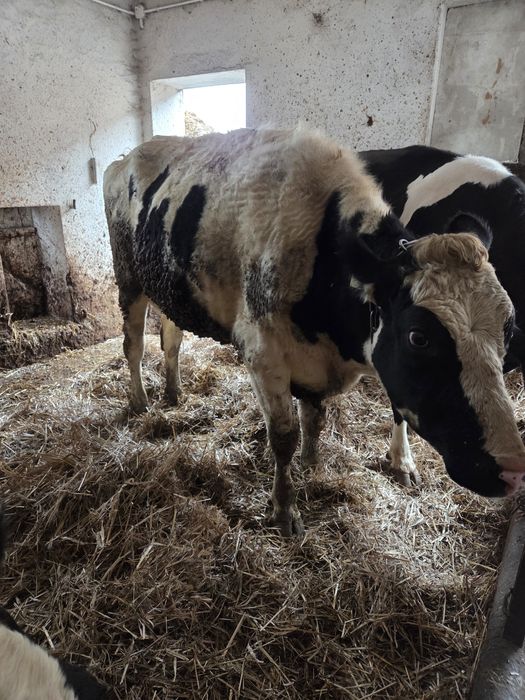 Jałówka wysokocielna HF hodowlana