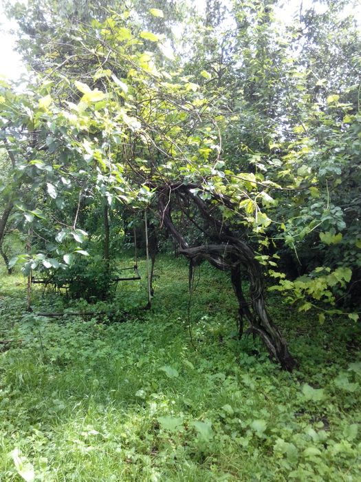 Продаємо ділянку