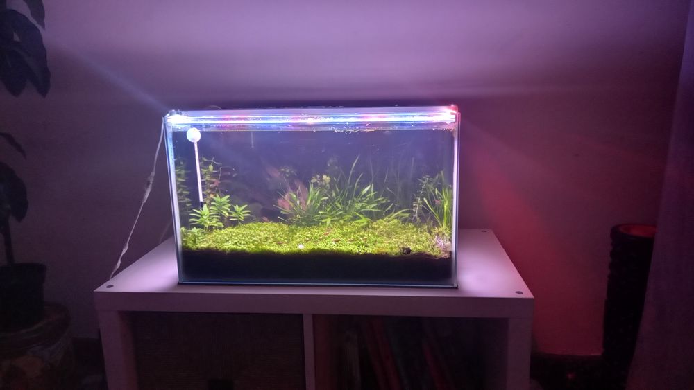 Aquário plantado 50L