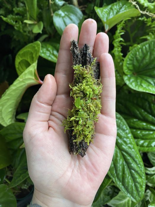 Мініатюрна орхідея Bulbophyllum mucronatum