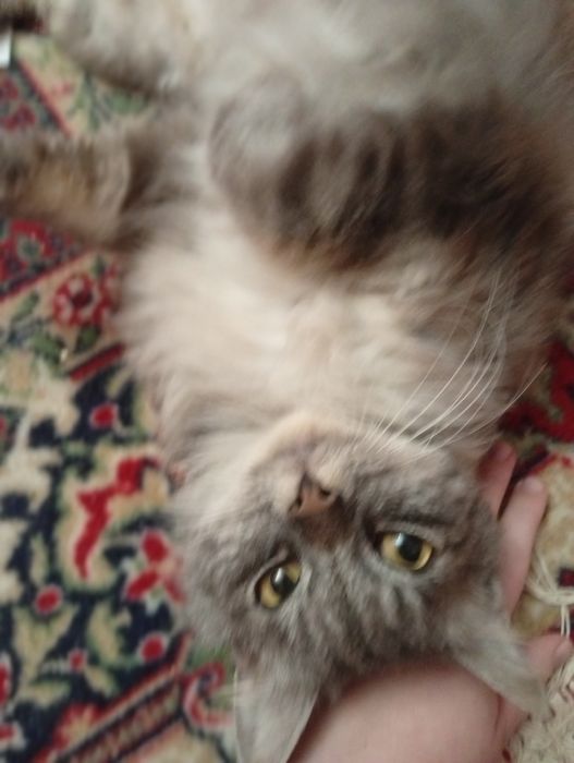 Шукаю теплі і добрі руки для ніжної кицюні