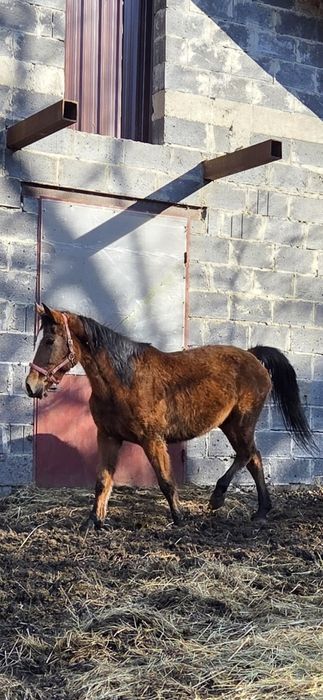 Sprzedam klacz 8-letnią